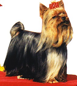 MOWGLI DE LA PAM'POMMERAIE